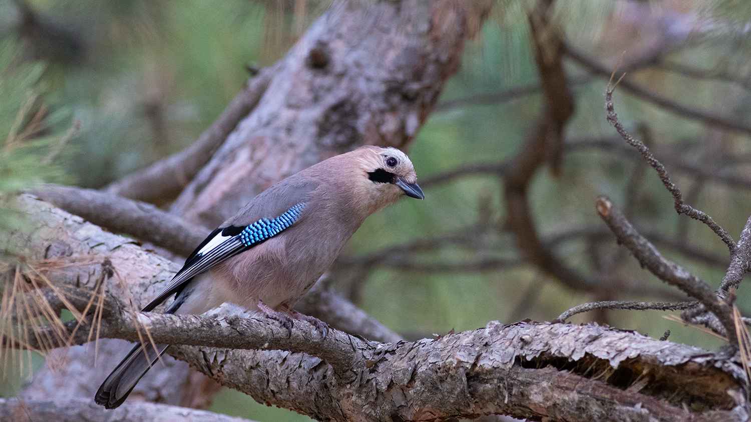 Eurasian Jay